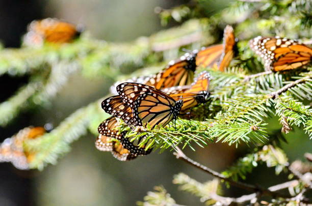 istock Monarch Butterflies fluttering on trees at Sierra Chincua 1174292430