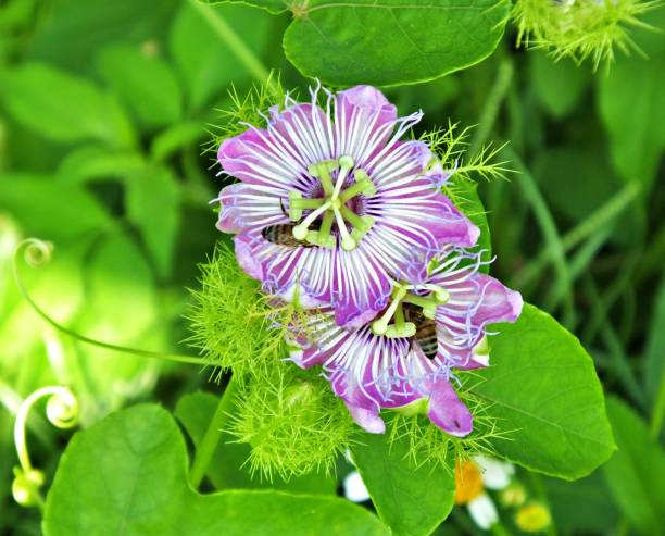 istock Passion Flower (Passiflora) in the Florida wetlands 1174293543