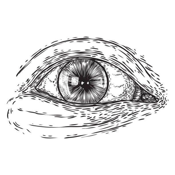 istock All seeing eye symbol element variation. Alchemy, religion, spirituality and occultism tattoo ink art. Vision of providence and conspiracy theory. Hand drawing in flash tattoo style artwork. Vector. 1174296183