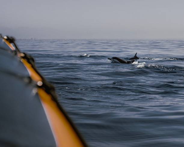 istock Dolphin Out At Sea 1174296205