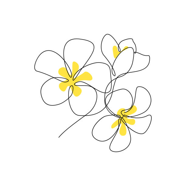 Plumeria flowers bunch Plumeria flowers bunch in continuous line art drawing style. Minimalist black line sketch on white background. Vector illustration apocynaceae stock illustrations