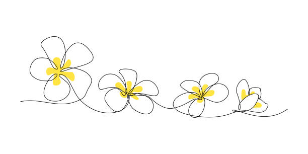 Plumeria flower border Plumeria flowers in continuous line art drawing style. Minimalist black line sketch on white background. Vector illustration apocynaceae stock illustrations