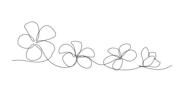 Plumeria flowers Plumeria flowers in continuous line art drawing style. Minimalist black line sketch on white background. Vector illustration apocynaceae stock illustrations
