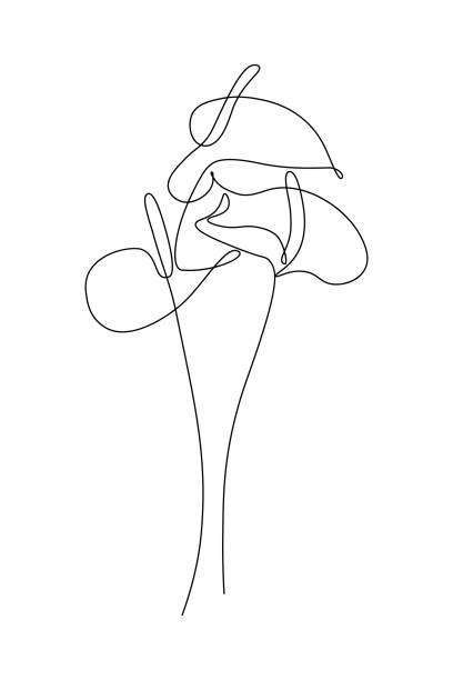 Bouquet of Anthurium flowers Bouquet of Anthurium flowers in continuous line art drawing style. Minimalist black line sketch on white background. Vector illustration calla lily stock illustrations