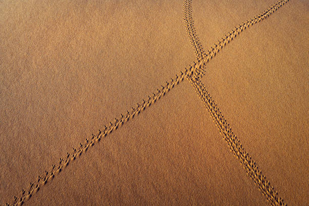 utwory zwierząt na piasku, pustynia erg chebbi, maroko, afryka północna - landscape desert wave pattern erg chebbi dunes zdjęcia i obrazy z banku zdjęć