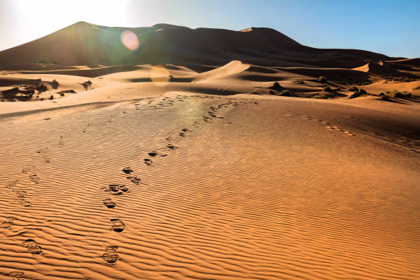 istock Footprints on Sand in Erg Chebbi Desert, Morocco,North Africa 1174299620
