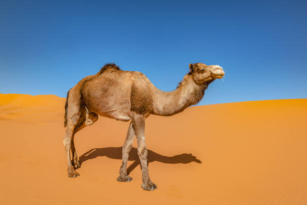 camel in the sahara, erg chebbi, marruecos, afric del norte - camello dromedario fotografías e imágenes de stock