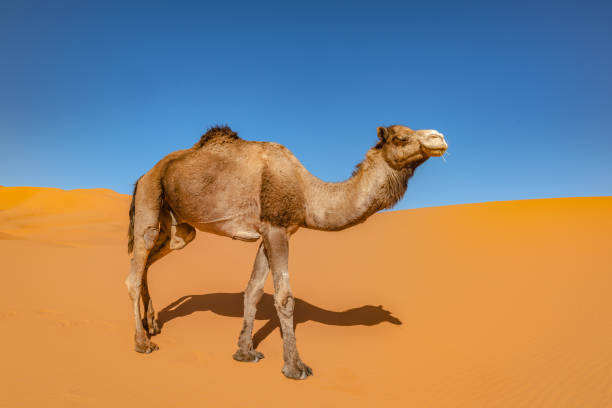 cammello nel sahara, erg chebbi, marocco, nord afric - cammello foto e immagini stock