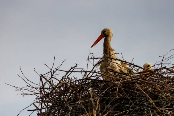 istock Storks in the nest in sunny spring evening against blue sky 1174299933