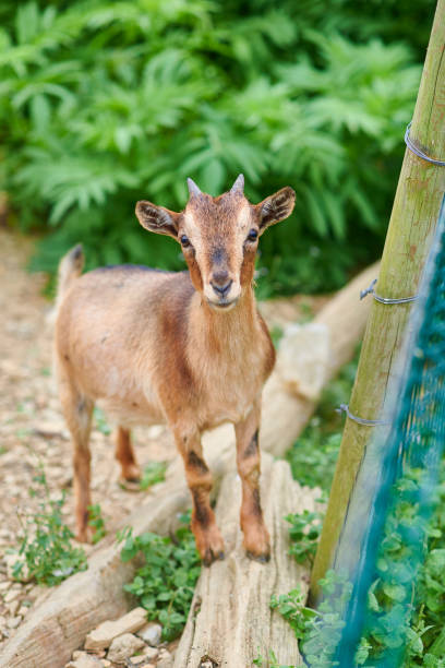 Young goat born few weeks ago,