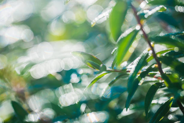 Sunny summer day in the forest. Green leaves texture, close-up
