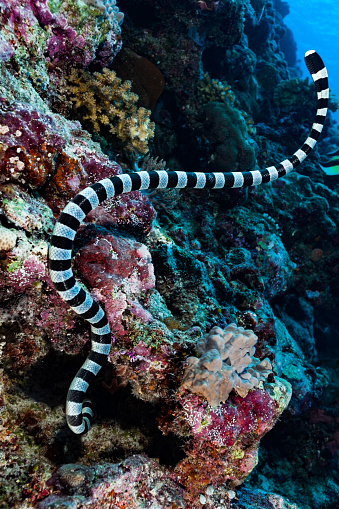 The Banded Sea Snake Laticauda colubrina occurs in tropical Indo-Pacific. Males maimum length 88 cm, females 142 cm. The Banded Sea Snake is often seen in large numbers in the company of hunting parties of giant trevally (Caranx ignobilis) and goatfish. Their cooperative hunting technique is similar to that of the moray eel, with the Snakes flushing out prey from narrow crevices and holes. Sea Snakes need to drink fresh water and regularly come onto land for that purpose. Southeast Peleliu Island, Palau, Micronesia, 6°59'22.6