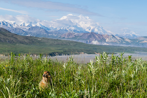 Denali on a beautiful day. Mt Denali is the highest mountain in North America. Arctic ground squirrel (Urocitellus parryii) on foreground.