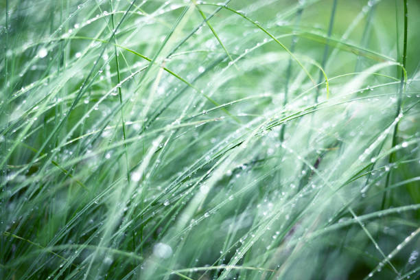 istock Forest after the rain. Green grass and dew close-up. Latvia 1174302233