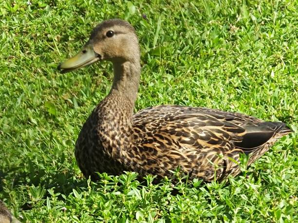 istock Mottled Duck (Anas fulvigula) resting in the grass 1174303127
