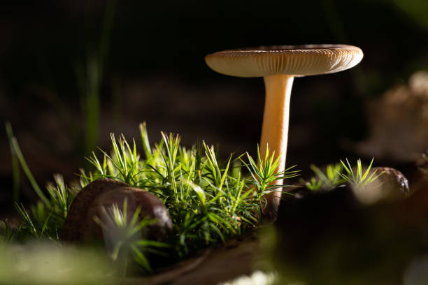 istock Beautifully exposed wild fresh mushroom in autumn forest 1174304611