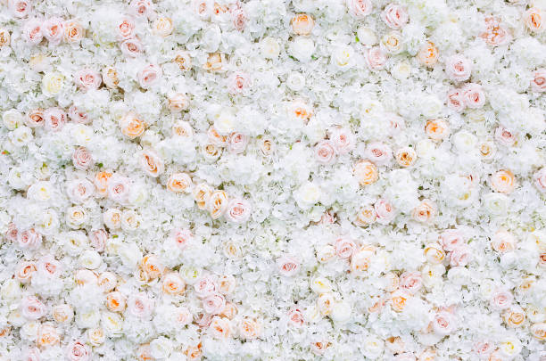 bloemen muur achtergrond met witte en licht oranje rozen. - bloemenmotief fotos stockfoto's en -beelden