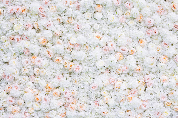 Flowers wall background with white and light orange roses.
