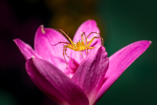 A small green spider sits on a pink flower macro photography on a summer sunny day. Close-up photo of a garden spider sitting on a pink petal in summertime.