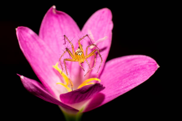 istock a beautiful spider is dancing on a pink flower 1174306026