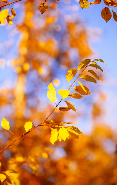 istock Autumn leaves background in sunny day 1174306178