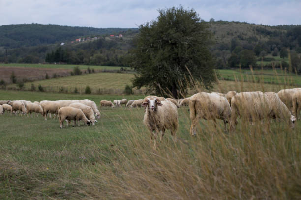 istock Herd of sheeps in the meadow 1174307088