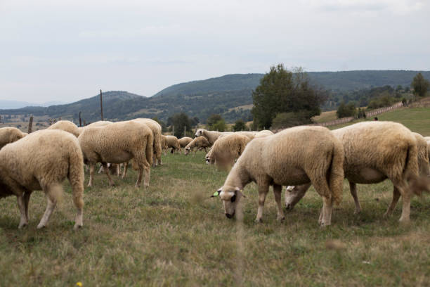 istock Herd of sheeps in the meadow 1174307089