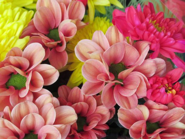 Pretty Bright Light Orange Gerbera Daisy Flowers Bouquet On Display At The Flower shop
