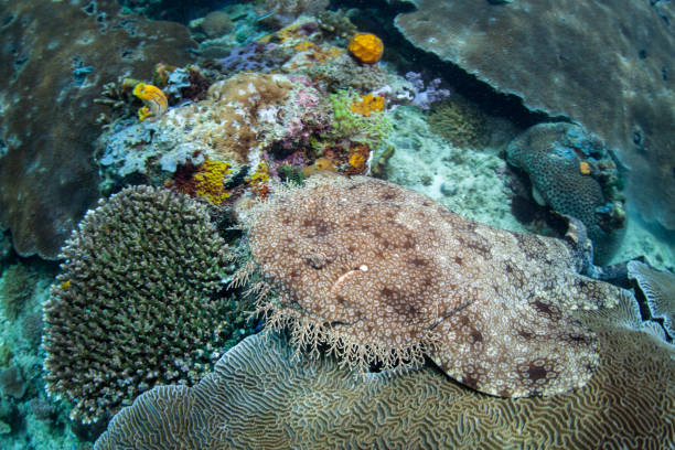 istock Tasselled Wobbegong Resting on Reef in Raja Ampat 1174308844