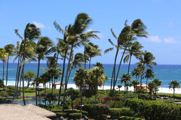 istock Hawaii Palm Trees Close Up 1174311564