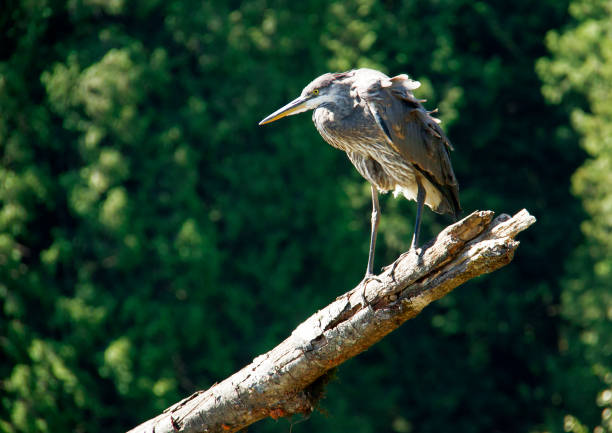 Great blue heron, Widgeon Creek, BC, Canada