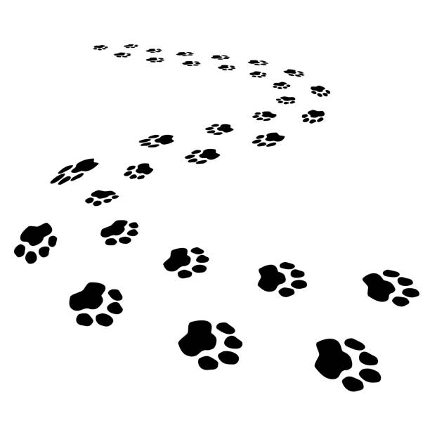 симпатичные собаки или лесного медведя шаги черный бесшовные мазки кисти изолированы на белом 3d путь. отпечатки ног животных, следы отпеча� - animal track stock illustrations