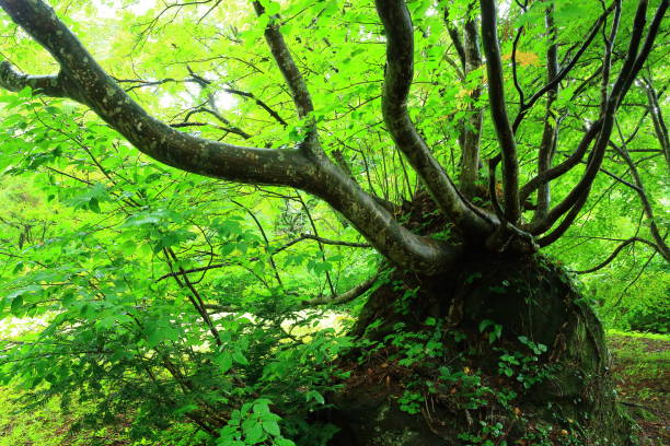 istock Akita Prefecture Summer Forest 1174316826