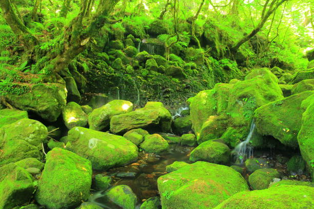 istock Akita Prefecture Summer Falls 1174316999