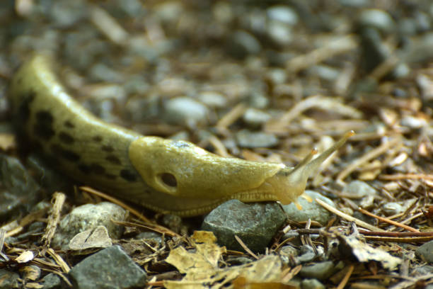 istock Pacific Banana Slug Close Up Abstract 1174317602