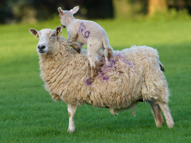 A sturdy lamb, just two weeks old, rides on its mother's back stock photo