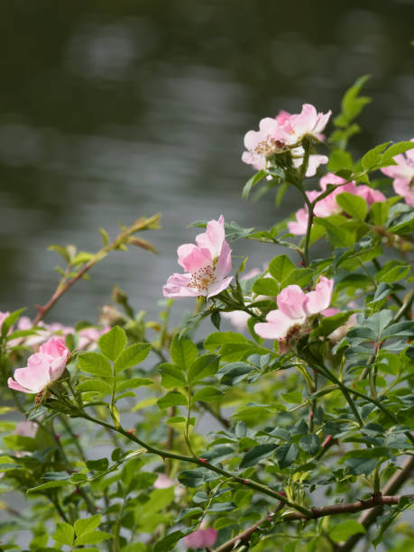 istock Flowers of wild Dog Rose 1174317738