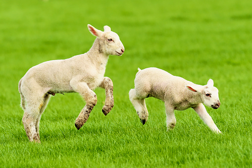 Two sturdy lambs, just two weeks old, play together in a meadow of lush, green grass