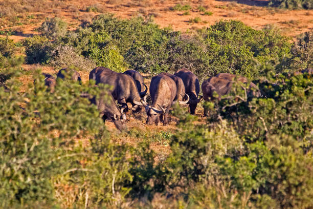Small herd of African Buffalo grazing in Addo National  Park, South Africa