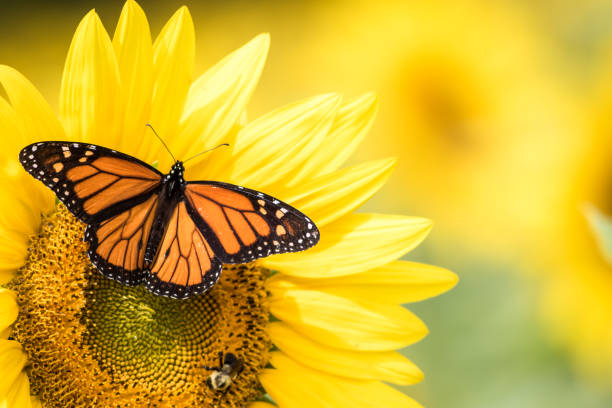 Monarch Butterfly, Danaus Plexippus, on bright yellow sunflowers on a sunny summer morning
