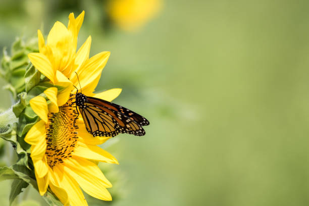 Monarch Butterfly on bright yellow sunflowers stock photo
