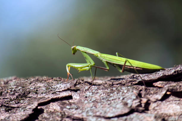 istock Green praying mantis is sitting on a tree trunk waiting for prey (Mantis religiosa) 1174319885