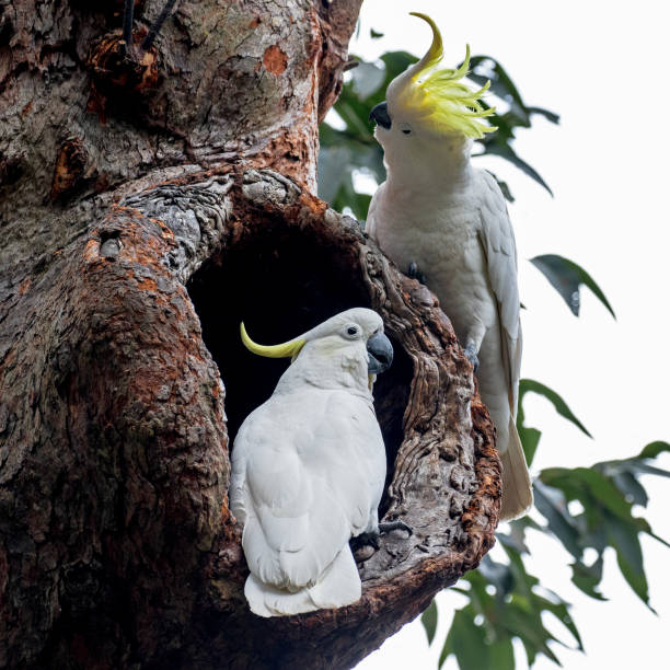 istock Sulphur-crested Cockatoo 1174321616