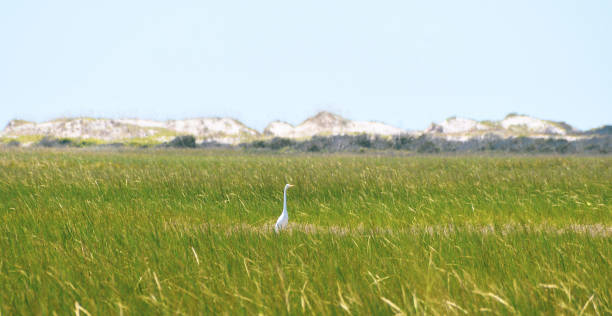 istock Shorebirds at the Ocean 1174321648