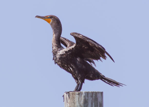 istock Shorebirds at the Ocean 1174321683
