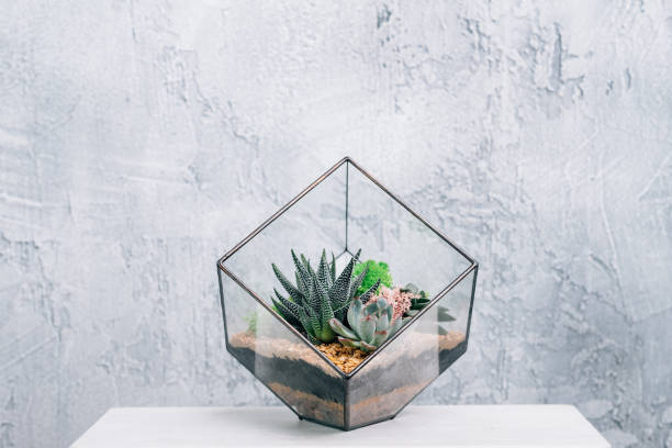 istock diy florarium natural interior decor succulents 1174322710
