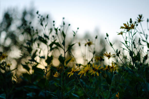 istock yellow summer flowers on blur background 1174322950
