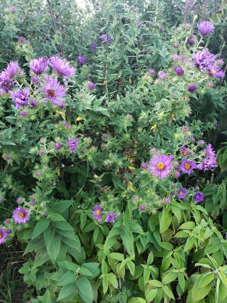 istock Purple Wildflowers 1174323048