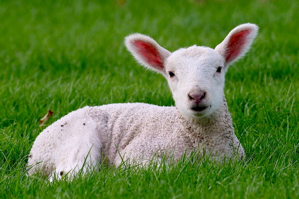 istock A sturdy lamb, just two weeks old reclines in a lush meadow 1174326922