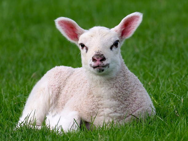 istock A sturdy lamb, just two weeks old reclines in a lush meadow 1174326934
